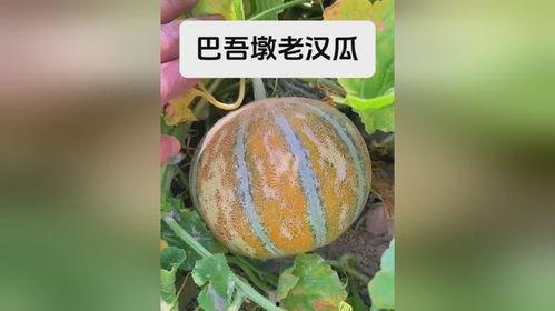 吃老汉瓜图片,老汉瓜图中的田园风情