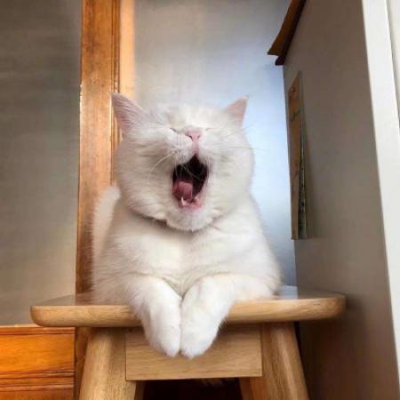 吃瓜头像小猫图文  第2张