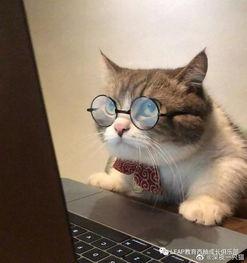 吃瓜头像小猫图文  第3张