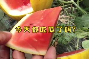 广西吃瓜群众名字,揭秘当地特色美食背后的故事  第2张