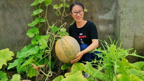 农村经常吃的瓜是什么瓜,常见瓜类盘点