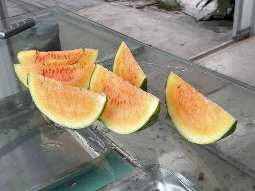 农村经常吃的瓜是什么瓜,常见瓜类盘点  第3张