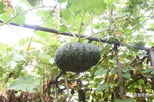 现在的吃瓜状态