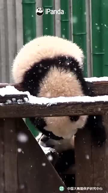 吃瓜小熊遮瑕,轻松打造无瑕美肌的秘密武器  第3张