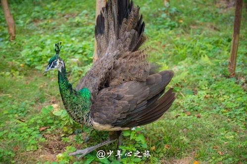 孔雀女孩吃瓜,一场别开生面的吃瓜盛宴  第3张