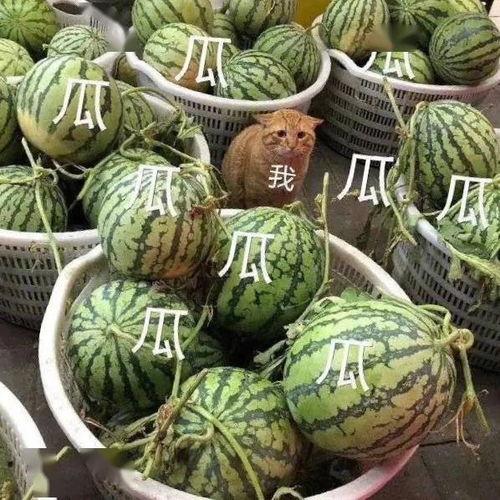 吃瓜双宋,娱乐圈的瓜田效应  第3张