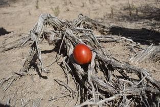 大漠吃瓜,探寻丝绸之路上的瓜果传奇  第3张