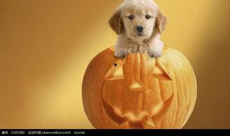 小狗吃瓜的图片,小狗吃瓜萌态十足  第2张