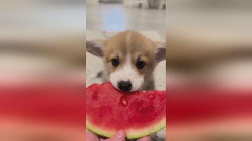 小狗吃瓜的图片,小狗吃瓜萌态十足  第3张
