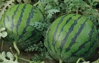 辽宁吃瓜李雪冲