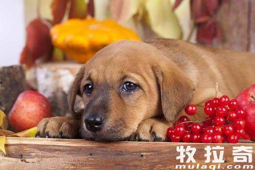 狗吃瓜配文,揭秘宠物界的趣味瞬间  第2张