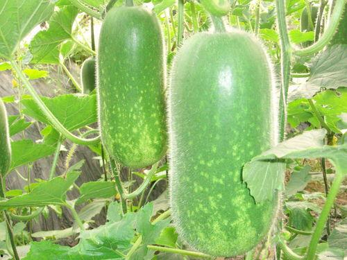 豪仔吃瓜,揭秘娱乐圈幕后故事