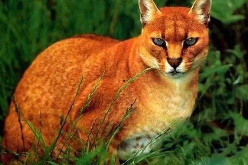 猛兽吃瓜谜语  第2张