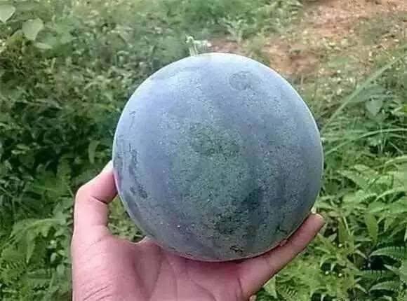 吃籽瓜会发胖,吃籽瓜真的会发胖吗？揭秘籽瓜热量与减肥真相