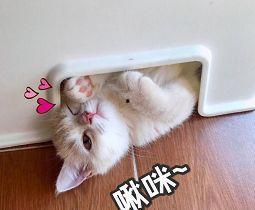 啾咪吃瓜,揭秘娱乐圈那些不为人知的幕后故事