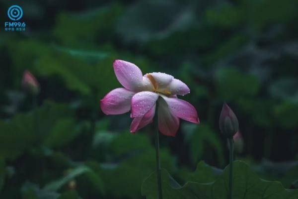 夏至吃瓜的诗句,诗意盎然的夏日食趣