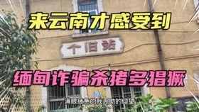 鹤岗职业吃瓜,揭秘网络红人的另类生存之道