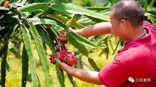做梦树上摘瓜吃,树上摘瓜的奇幻之旅