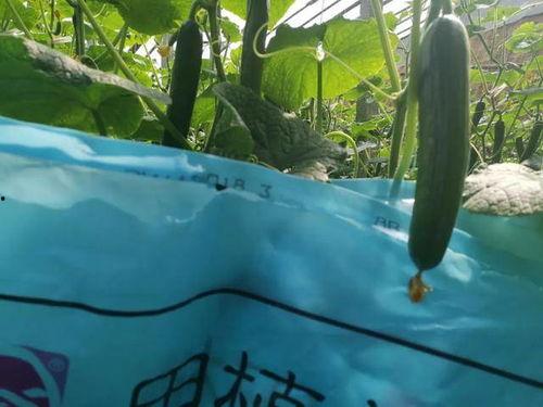 做梦树上摘瓜吃,树上摘瓜的奇幻之旅  第2张