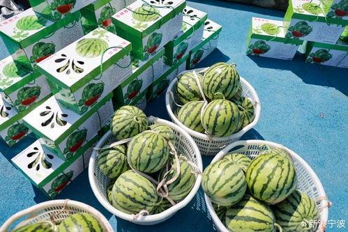 子峰吃瓜,揭秘娱乐圈的甜蜜与苦涩