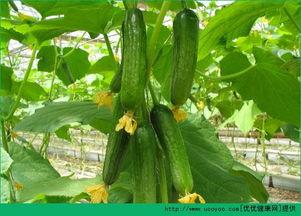 拨了牙可以吃瓜  第3张