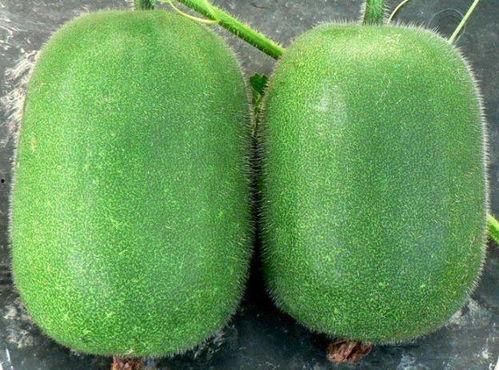 吃瓜有什么艺术特色,品味生活，笑对人生  第3张