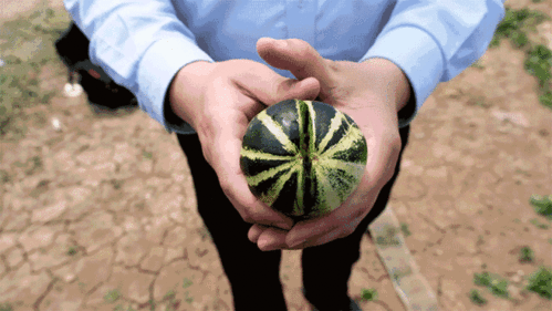 来自山东的吃瓜群众,揭秘本地特色美食背后的故事  第2张