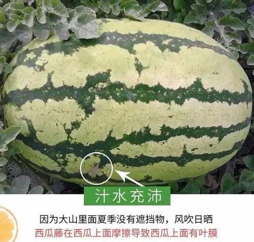 温州吃瓜事件黄,黄生引发的舆论漩涡与反思  第2张