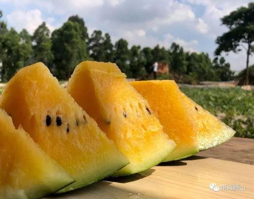 沙陇吃瓜,夏日里的欢乐盛宴 第2张 沙陇吃瓜,夏日里的欢乐盛宴 第2张