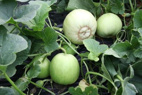 沙陇吃瓜,夏日里的欢乐盛宴 第3张 沙陇吃瓜,夏日里的欢乐盛宴 第3张