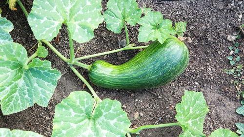 术后可以吃瓠瓜吗