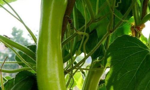 术后可以吃瓠瓜吗 第2张 术后可以吃瓠瓜吗 第2张