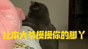 带你吃瓜解说猫咪,带你吃瓜解密喵星人的味蕾世界 第3张 带你吃瓜解说猫咪,带你吃瓜解密喵星人的味蕾世界 第3张