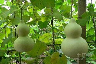 葫芦瓜嫩叶可以吃吗,绿色餐桌上的美味佳肴 第2张 葫芦瓜嫩叶可以吃吗,绿色餐桌上的美味佳肴 第2张