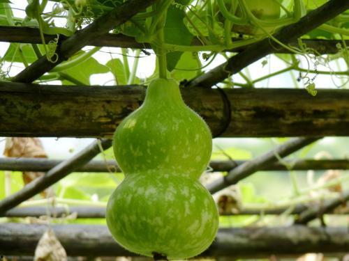 葫芦瓜嫩叶可以吃吗,绿色餐桌上的美味佳肴 第3张 葫芦瓜嫩叶可以吃吗,绿色餐桌上的美味佳肴 第3张