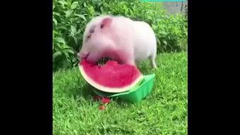 动物吃小猪的瓜,动物食猪之谜探究  第3张